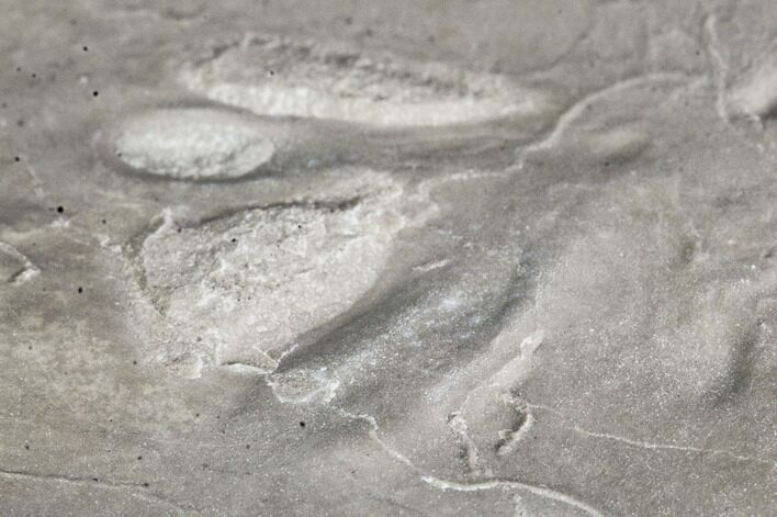 Fossil Bird Tracks - Green River Formation, Utah #106128
